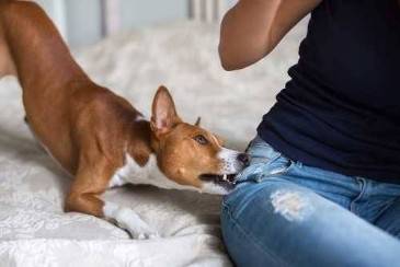 Dog Bite Claim with Minimal Medical Bills