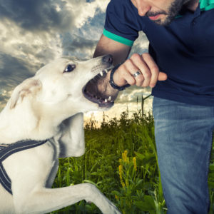 Who Is Liable in a Dog Bite Claim