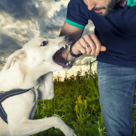 How to Report a Dog Bite in Georgia
