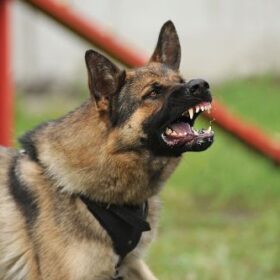 What Evidence is Crucial in a Johns Creek, GA Dog Bite Claim