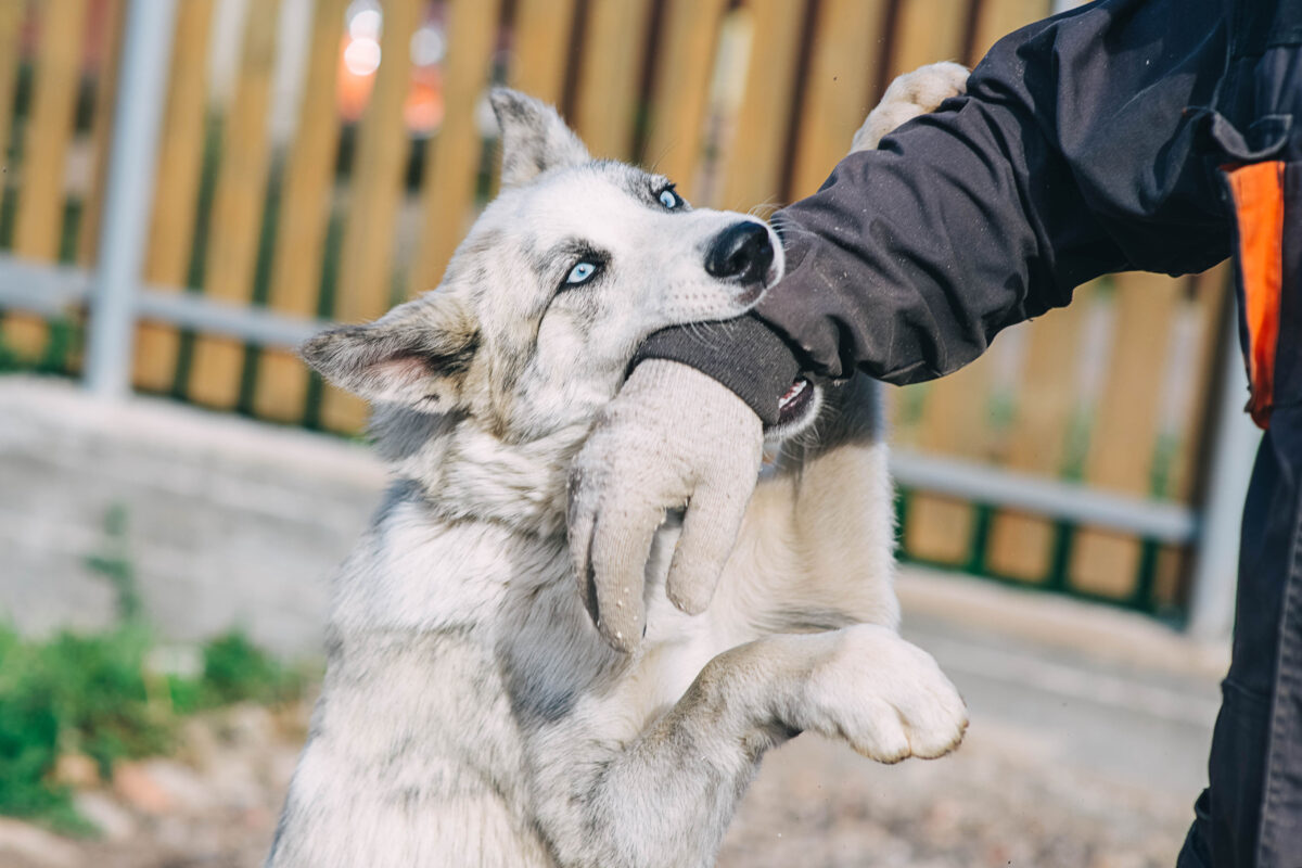 What should you do immediately after a dog bite in Georgia?