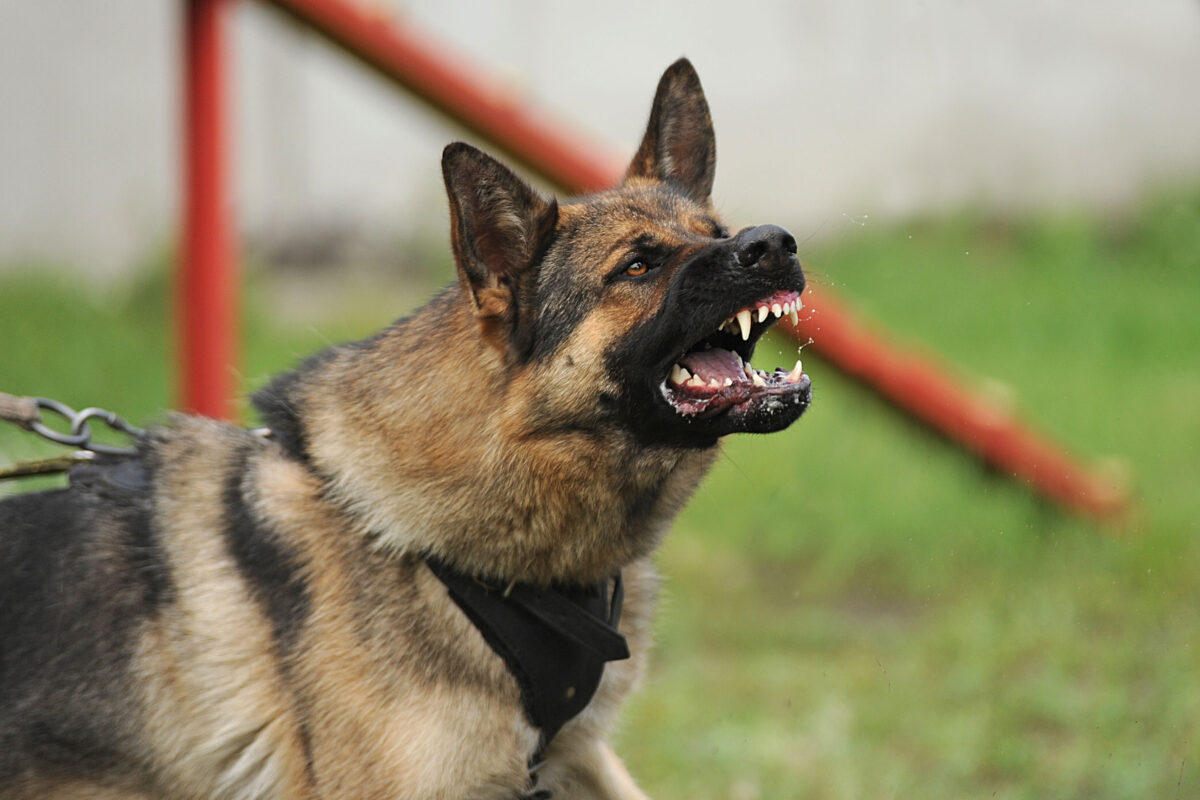 How to Prove Liability in a Georgia Dog Bite Case