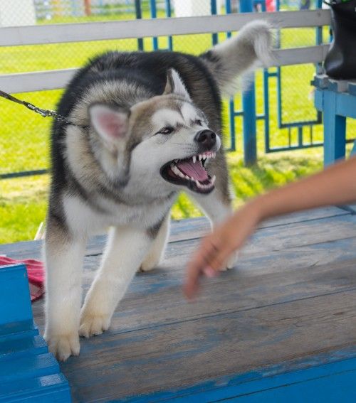 How Much Time Does It Take to Resolve a Dog Bite Case in Georgia