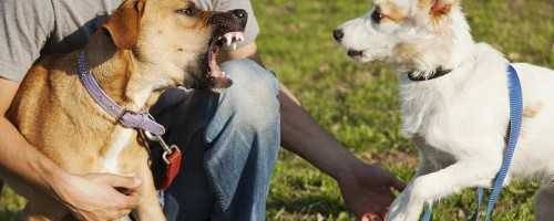 What if a Dog Bite You While You Were on Someone Else's Property in Georgia