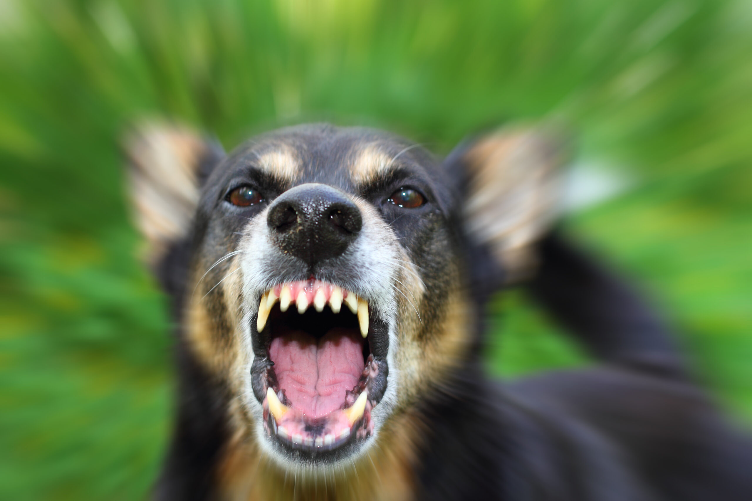 Recovering Damages for Emotional Distress from a Dog Bite in Georgia: Can You Sue?