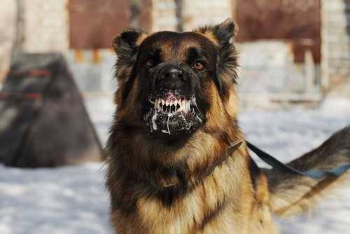 How to find the right attorney for your Georgia dog bite case?